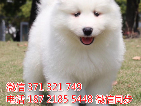 萨摩纯种幼犬出售，犬舍直销萨摩 犬舍狗场宠物狗钠