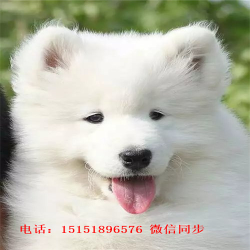 常州哪里卖便宜的萨摩耶 常州家养萨摩耶怎卖