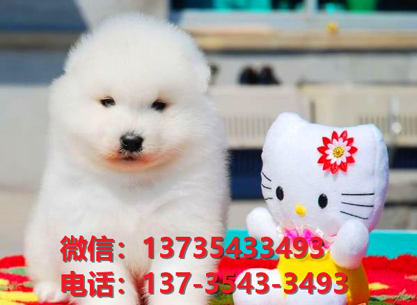 广东宠物狗纯种萨摩耶犬出售卖狗买狗地方在哪里有狗市场领养活体