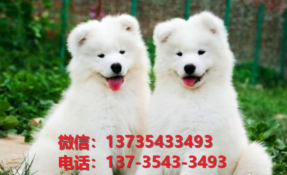 陕西宠物狗纯种萨摩耶犬出售卖狗买狗地方在哪