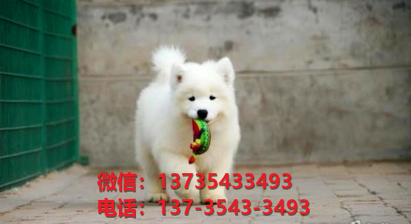 重庆宠物狗纯种萨摩耶犬出售卖狗买狗地方在哪里有狗市场领养活体