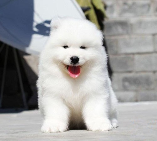 东莞买狗在哪里好 莞城哪里有萨摩耶卖 萨摩耶多少钱一只