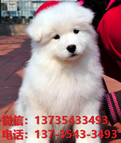 济南犬舍宠物狗犬舍出售纯种萨摩耶犬幼犬卖狗