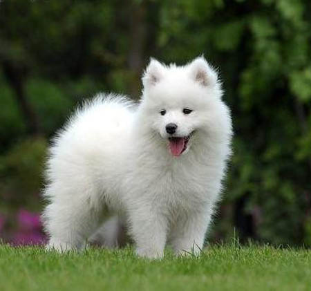 东莞买狗在哪里好 莞城哪里有萨摩耶卖 萨摩耶多少钱一只