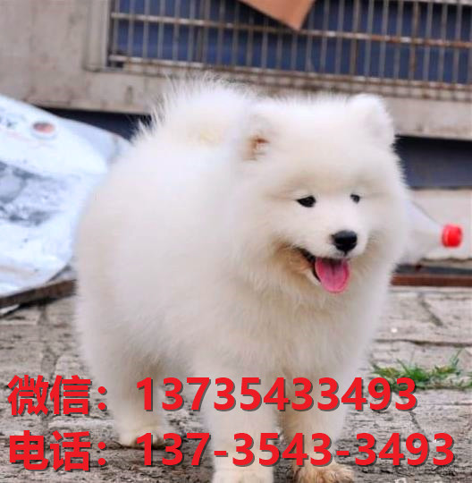 西安狗场宠物狗犬舍出售纯种萨摩耶犬幼犬卖狗