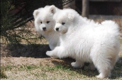 盈江县买狗 盈江县买萨摩耶的地方