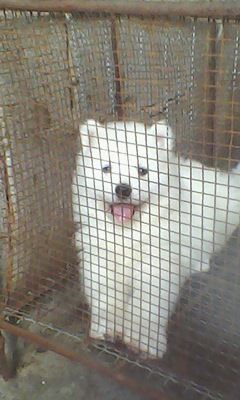 文山广南县买萨摩耶 云南狗场常年出售萨摩耶