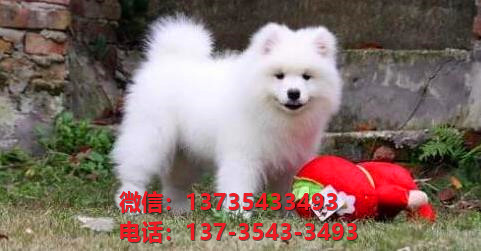 扬州宠物狗狗犬舍出售纯种萨摩耶犬幼犬狗市场