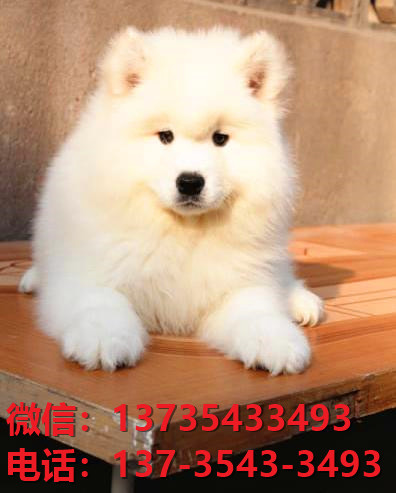 扬州宠物狗狗犬舍出售纯种萨摩耶犬幼犬狗市场在哪里有卖狗买狗地方