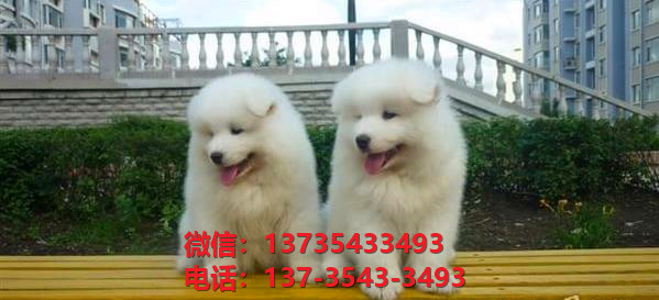 扬州宠物狗狗犬舍出售纯种萨摩耶犬幼犬狗市场在哪里有卖狗买狗地方