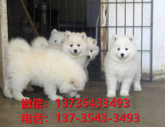 淄博宠物狗狗犬舍出售纯种萨摩耶犬领养买狗卖狗网站在哪里有狗市场