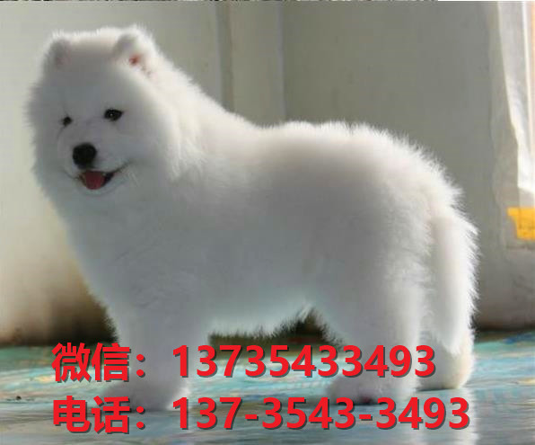 济南宠物狗狗犬舍出售纯种萨摩耶幼犬领养买狗卖狗地方网站在哪有狗市场