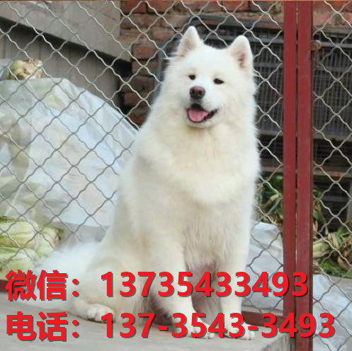 漳州宠物狗狗犬舍出售纯种萨摩耶幼犬卖狗买狗地方在哪里有狗市场网站