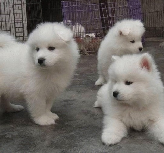 玉溪萨摩耶犬狗场出售萨摩耶小狗多只可选品质