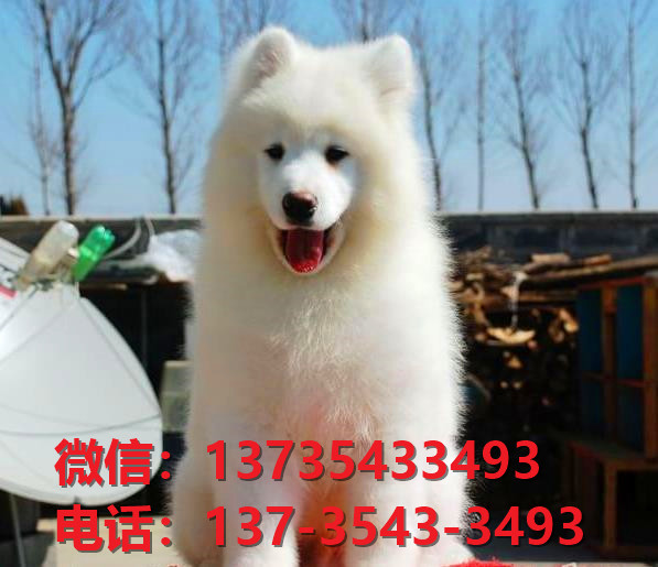九江宠物狗狗犬舍领养纯种萨摩耶犬卖狗网站买