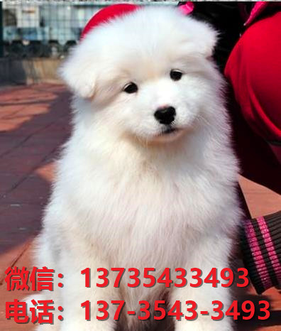 泰安宠物狗犬舍出售纯种萨摩耶犬网上买狗卖狗