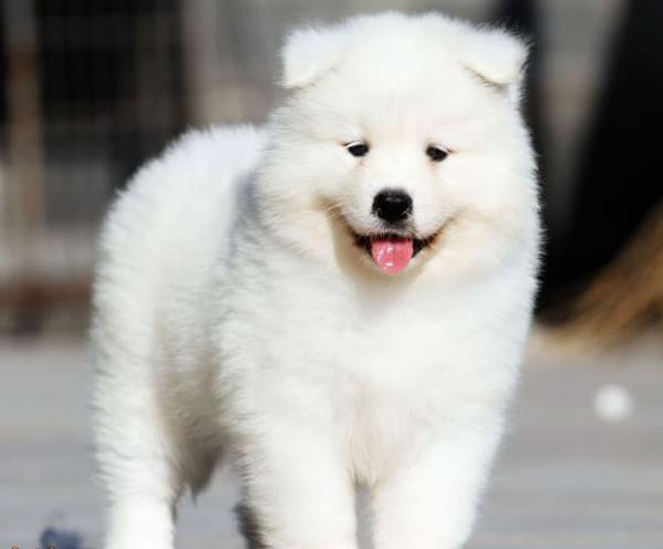 黄石宠物狗犬舍出售纯种萨摩耶犬买狗卖狗网站