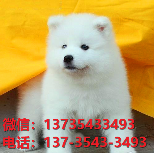 东莞宠物狗犬舍出售纯种萨摩耶犬网上卖狗买狗