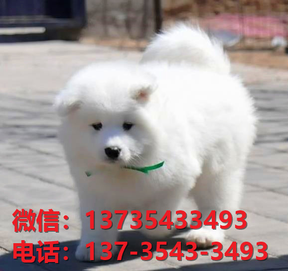 深圳犬舍深圳宠物狗出售萨摩幼犬网上卖狗买狗