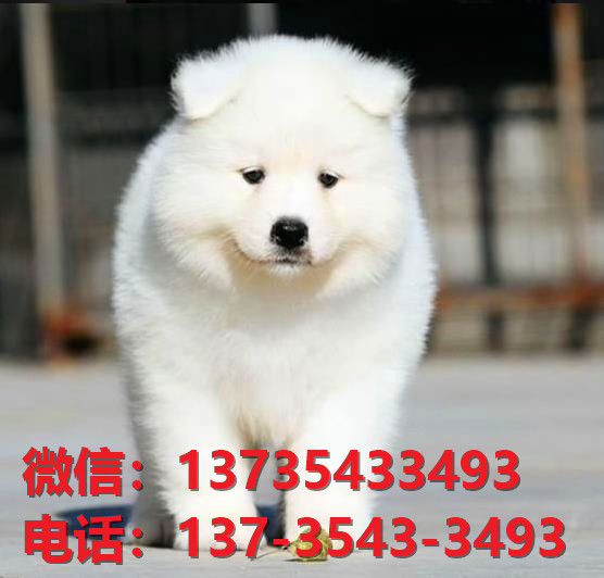漯河宠物狗犬舍出售纯种萨摩犬网上买狗卖狗地