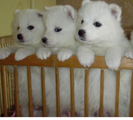  昭通哪里买萨摩耶 云南养狗场买萨摩耶