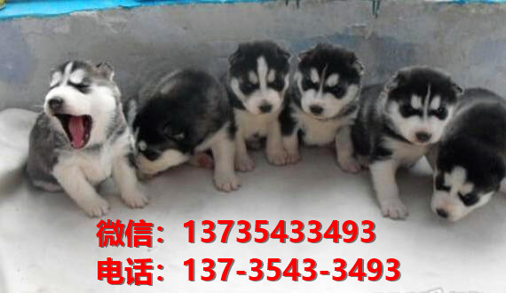 永州宠物狗犬舍出售纯种萨摩耶犬网上买狗卖狗地方在哪有狗场领养