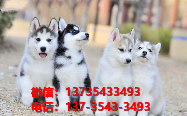 永州宠物狗犬舍出售纯种萨摩耶犬网上买狗卖狗地方在哪有狗场领养