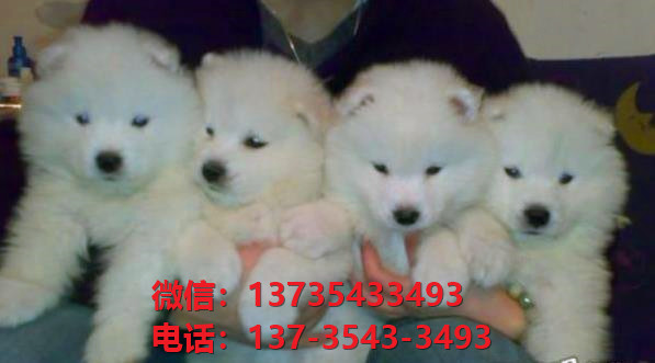 周口宠物狗犬舍出售纯种萨摩耶犬网上买狗卖狗地方在哪有狗市场