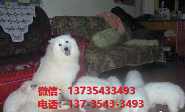 周口宠物狗犬舍出售纯种萨摩耶犬网上买狗卖狗地方在哪有狗市场