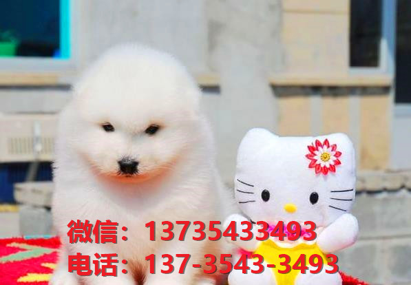 十堰宠物狗犬舍出售纯种萨摩耶犬卖狗买狗网站在哪有狗市场