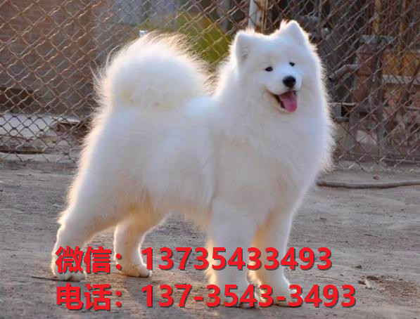 钦州宠物狗犬舍出售纯种萨摩耶犬网上卖狗买狗