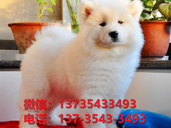 清远宠物狗犬舍出售纯种萨摩耶犬网上买狗卖狗