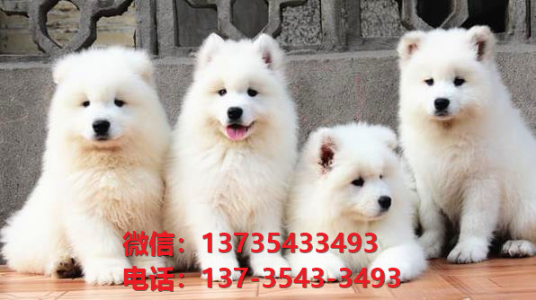 珠海犬舍珠海宠物狗领养萨摩耶犬网上买狗卖狗