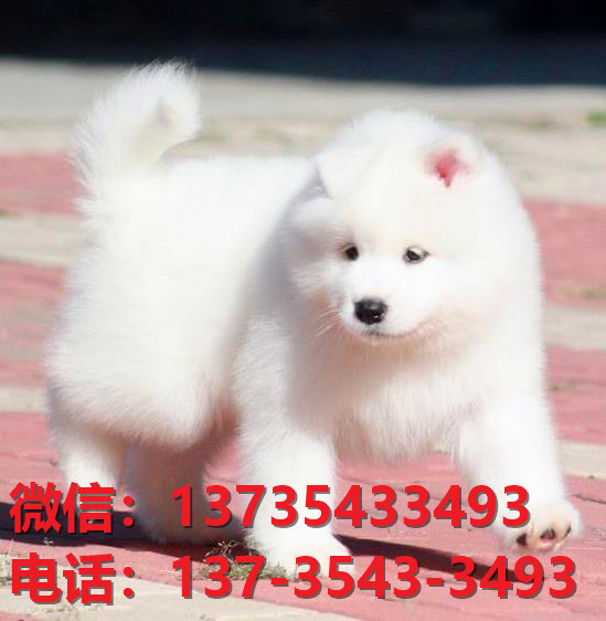德阳宠物狗犬舍出售纯种萨摩耶犬网上卖狗买狗