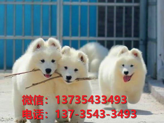 安康宠物狗狗犬舍出售纯种萨摩耶犬网上卖狗买狗地方在哪有狗市