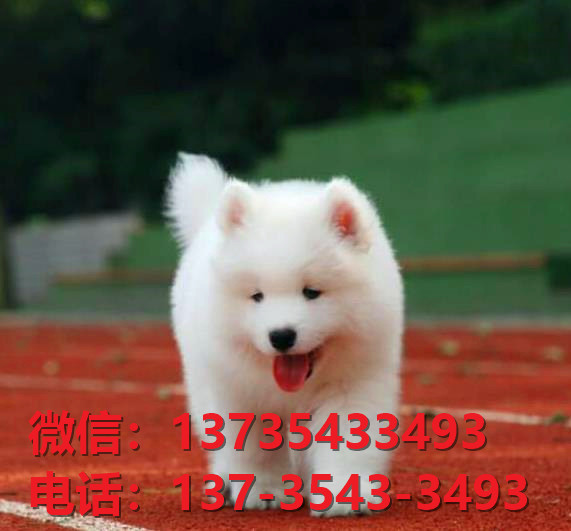 昭通宠物狗狗犬舍出售纯种萨摩耶犬卖狗买狗领养狗市场在哪