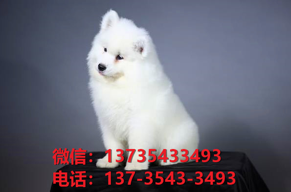 西双版纳宠物狗狗犬舍出售萨摩耶幼犬卖狗买狗地方在哪