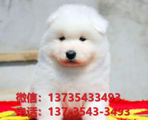 玉溪宠物狗狗犬舍出售纯种萨摩耶犬买狗卖狗地方在哪有狗市场领养