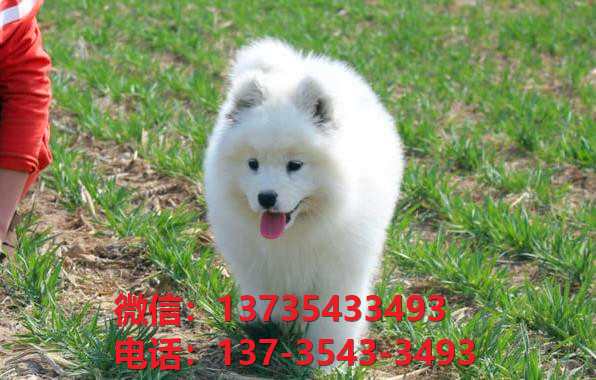 楚雄宠物狗狗犬舍出售纯种萨摩耶犬卖狗买狗地方在哪领养狗市场