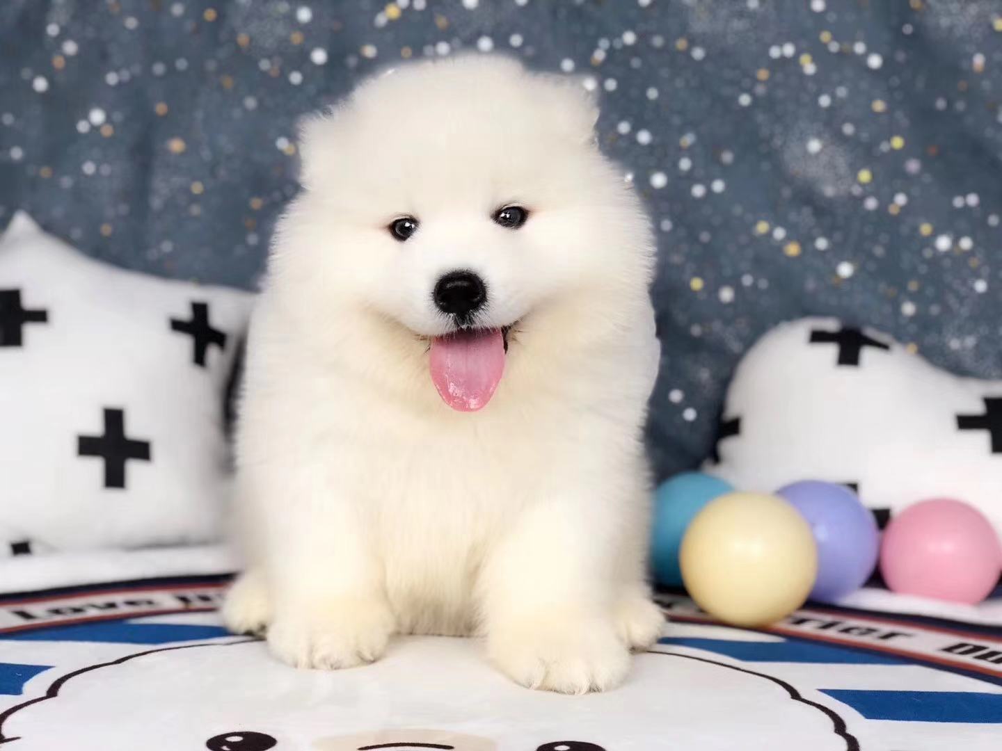 东莞哪里卖萨摩耶 东莞家养萨摩耶出售 东莞哪里卖的萨摩耶便宜