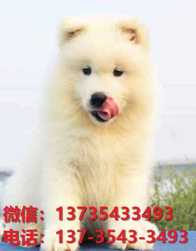 萨摩耶犬舍出售 山东济南宠物狗狗领养萨摩狗场在哪多少钱卖狗买狗