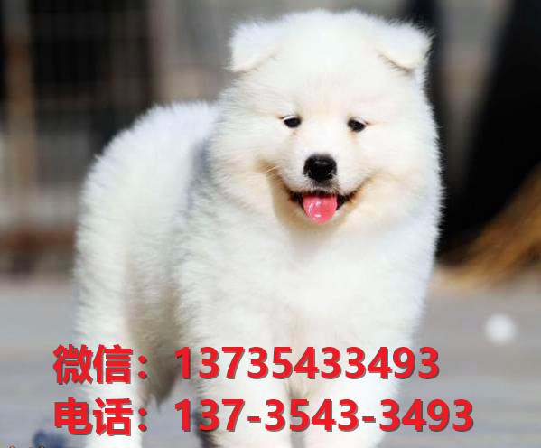 萨摩耶犬舍出售 山东济南宠物狗狗领养萨摩狗场在哪多少钱卖狗买狗