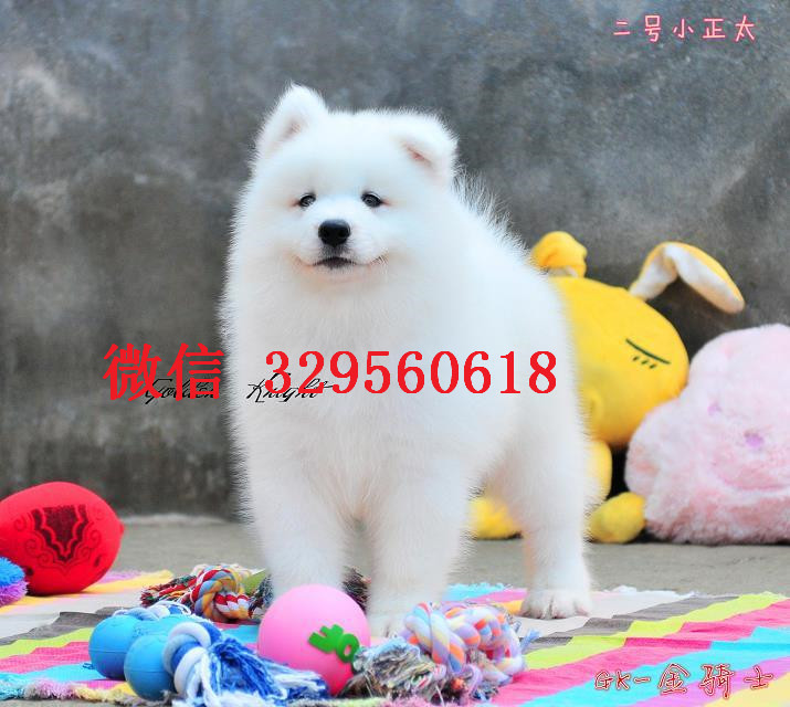 南昌哪里有卖萨摩的 纯白萨摩多少钱 标准萨摩耶出售 南昌萨摩耶好养