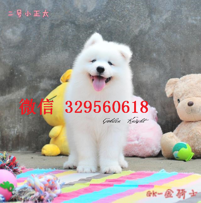  南昌哪里有卖萨摩的 纯白萨摩多少钱 标准萨摩耶出售 南昌萨摩耶好养