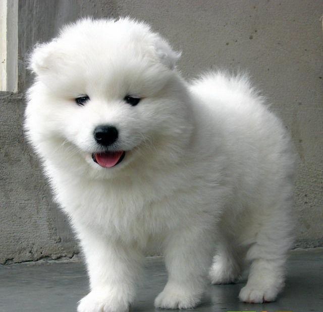 昭通绥江县买狗请进 绥江县买萨摩耶请进