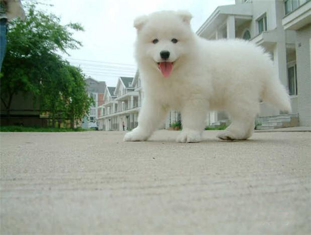 东莞纯种萨摩耶犬一只多少钱 东莞哪里买萨摩有保障