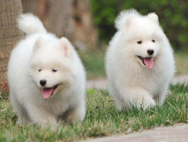 东莞纯种萨摩耶犬一只多少钱 东莞哪里买萨摩