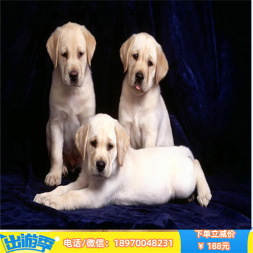 南京本地宠物交易地点 纯种萨摩耶多少钱