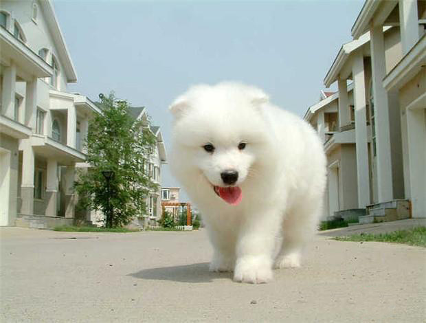 东莞纯种萨摩耶犬一只多少钱 东莞哪里买萨摩有保障