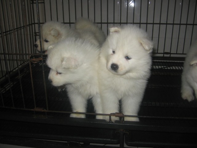 思茅买萨摩耶请进 西盟县买萨摩耶请进